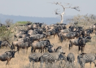 Wildebeests & Zebras