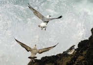 Herring Gulls – juv. & ad.