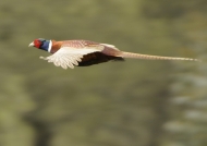 Common Pheasant – male