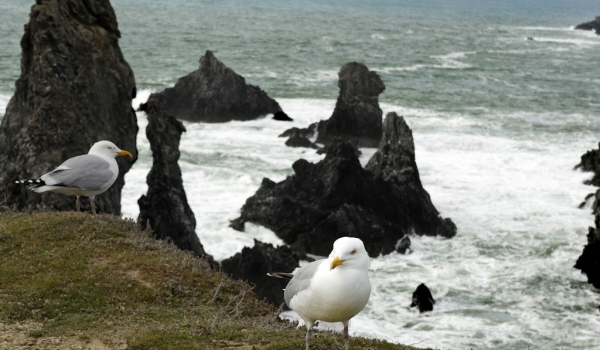European Herring Gulls