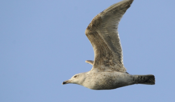 European Herring Gull – juv.