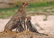 Cheetah with her 2 cubs