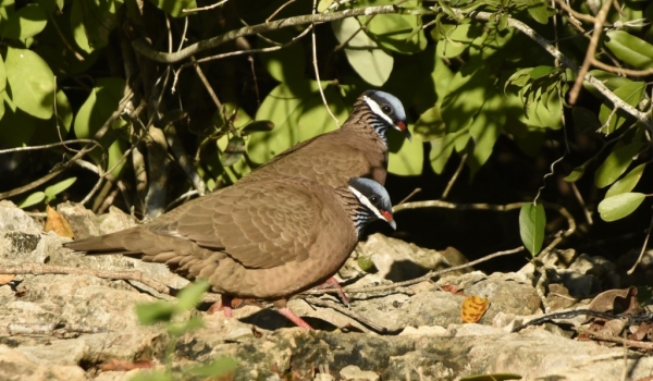 Quail Doves (Endangered)