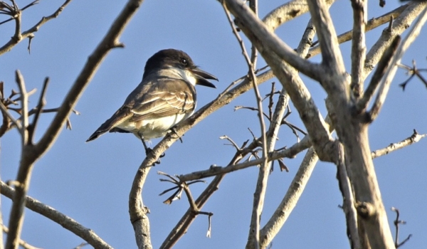 Giant Kingbird (Endangered)