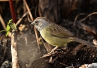 Zapata Sparrow (Endangered)