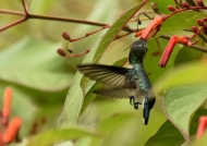 Bee Hummingbird – female