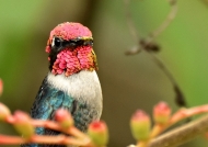 Same Bee Hummingbird-male