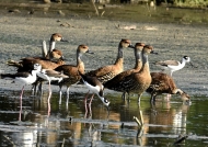 West Indian Whistling Ducks