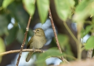 Yellow-faced Grassquit -f.