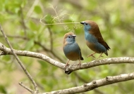 South Africa – Blue Waxbills – courtship
