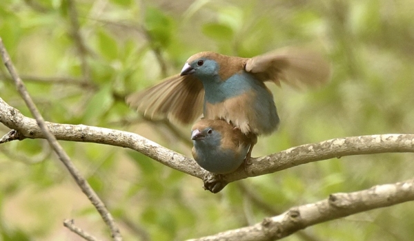 Blue Waxbills – mating