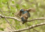 Blue Waxbills – mating