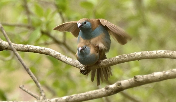 Blue Waxbills – courtship
