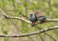 Blue Waxbills – courtship