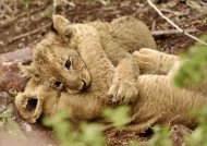 Two cubs playing together