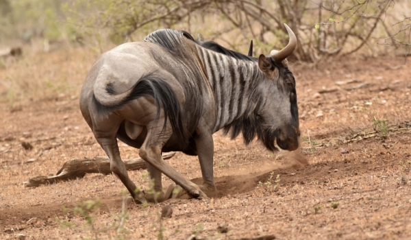 Blue Wildebeest – male