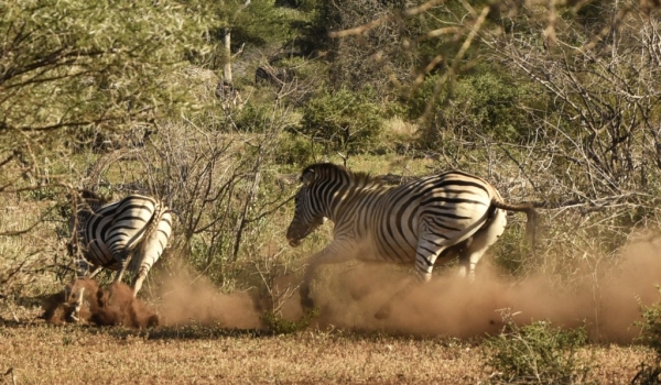 Burchell’s Zebras in conflict