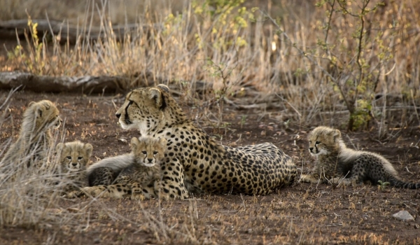 Cheetah with her cute cubs