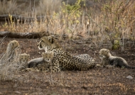 Cheetah with her cute cubs
