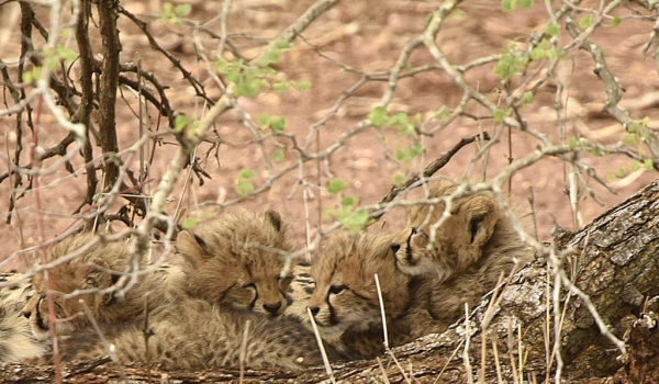 The 4 cheetah cubs sleeping