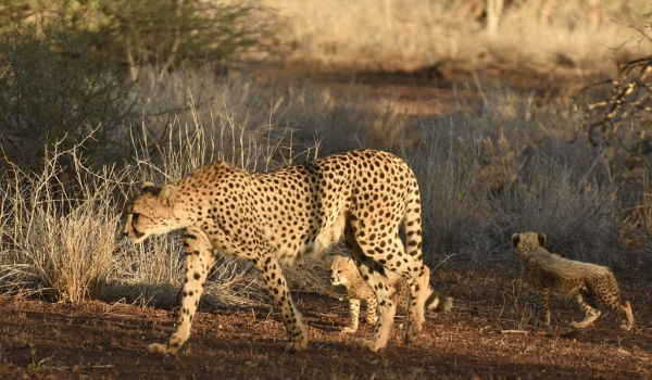 Cheetah moving with cubs