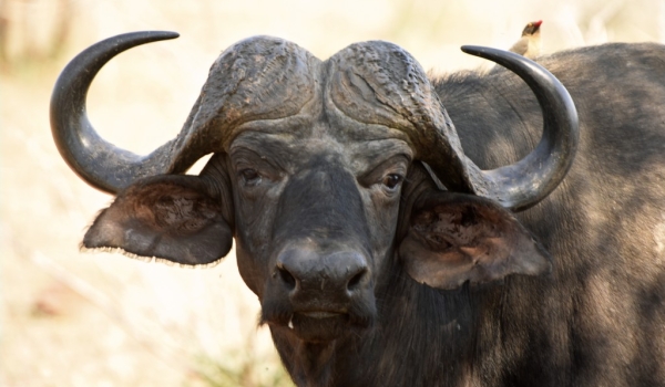 African Buffalo head
