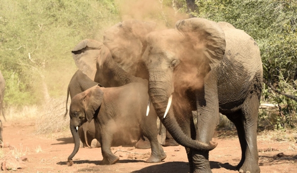 Elephants Dust bathing