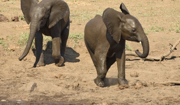 Two young Elephants