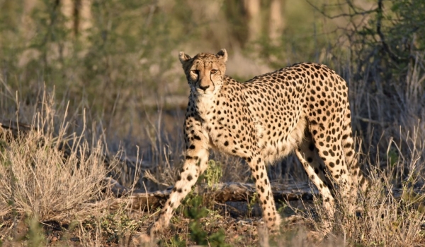 Cheetah looking around