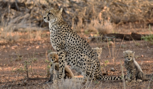 Cheetah with her 4 cubs