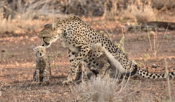 Cheetah with her cubs
