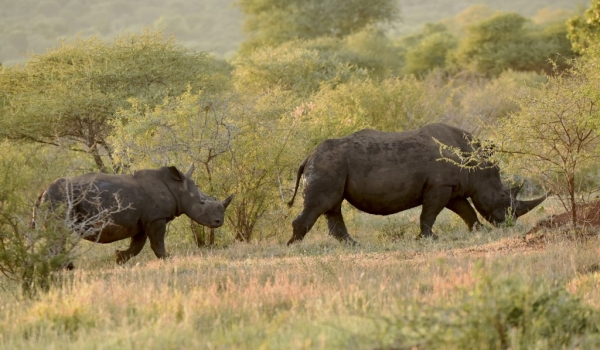 Female White Rhino with calf
