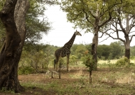 Giraffe strolling