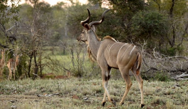 Greater Kudu – male