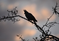 Grey Go-Away Bird at sunset