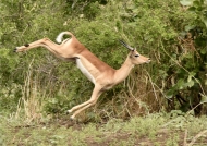 Impala jumping for joy