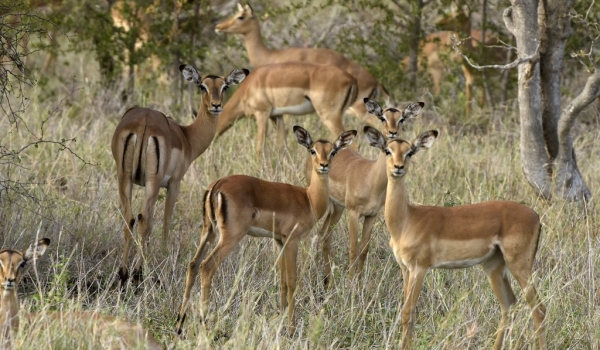 Impalas – group of females