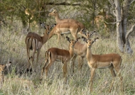 Impalas – group of females
