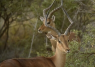 Impalas – 2 males