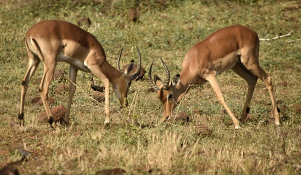 Impalas fighting
