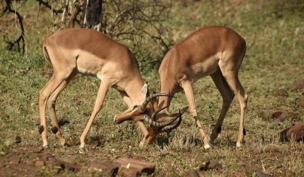 Males fighting for territory