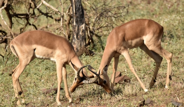 Impalas – males fighting