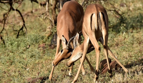 Impalas – horn clashes