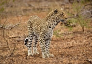 Leopard – old female