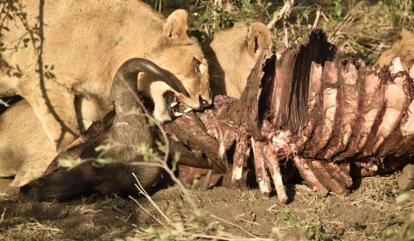 Lion on a Buffalo carcass