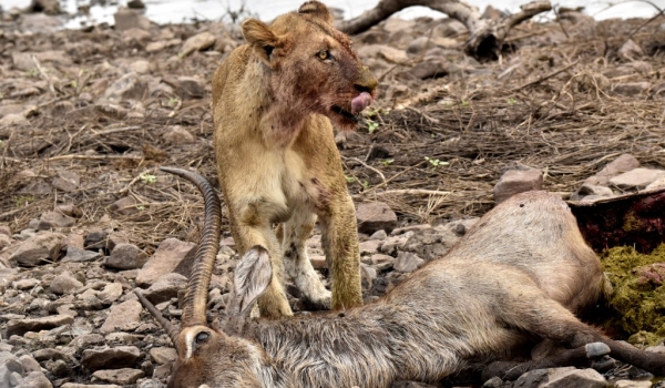 Lion eating a Waterbuck