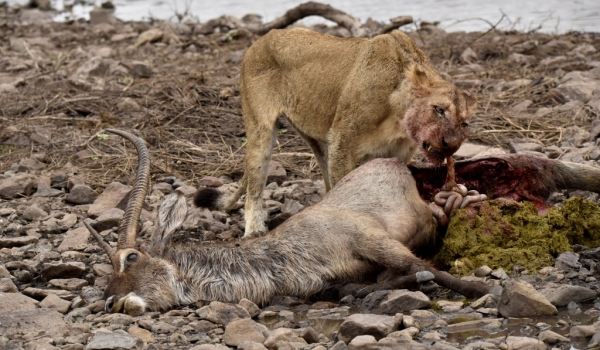 Lion eating a Waterbuck