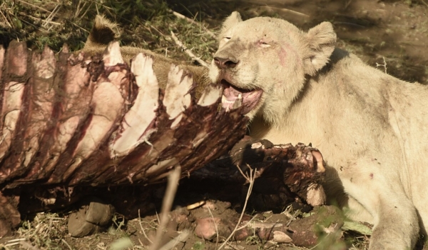 White Lion on a same carcass