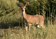 Steenbok – male