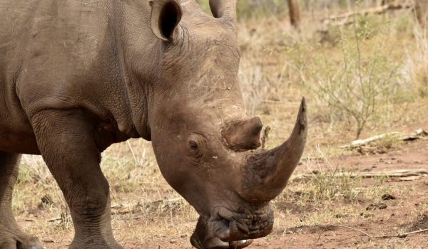 White Rhino have two horns